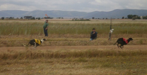 CAMPEONATO REGIONAL DE CASTILLA LA MANCHA DE LIEBRE MECÁNICA