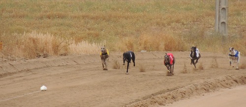 CARRERA DE GALGOS CON LIEBRE MECÁNICA EN SANTA CRISTINA DE LA POLVOROSA (ZAMORA)