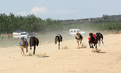 HORARIOS Y PREMIOS XIX CTO. DE CASTILLA Y LEÓN DEGALGOS CON LIEBRE MECÁNICA