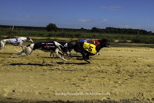 BASES DE COMPETICION ESTABLECIDAS PARA EL  I CAMPEONATO INTERREGIONAL DE GALGOS CON LIEBRE MECÁNICA 2015