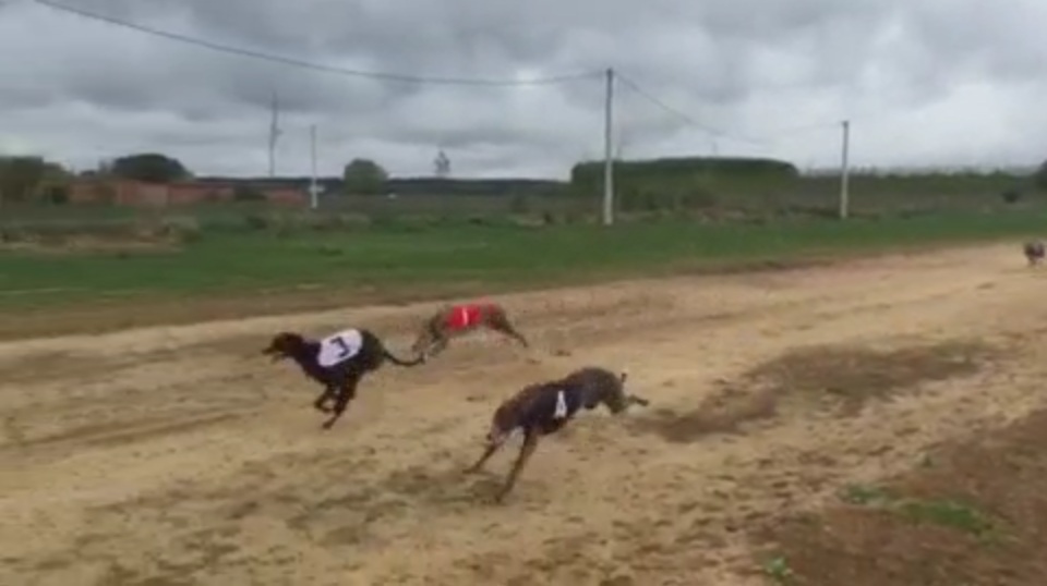 CARRERA DE GALGOS EL 31 DE MAYO EN SANTA CRISTINA DE LA POLVOROSA