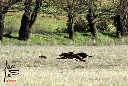 GALERÍA FOTOGRÁFICA LA GRANJA DE MORERUELA. 8/11/2015