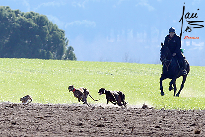 GALERÍA FOTOGRÁFICA PEDRAJAS MERLO. 29/11/2015