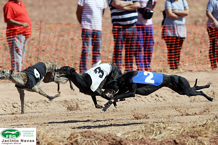 GALERÍA DE FOTOS XXX CAMPEONATO DE SPAÑA DE GALGOS CON LIEBRE MECÁNICA