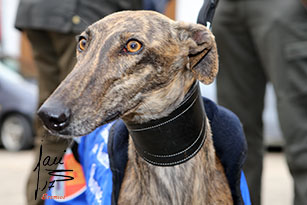 FINALES DE LAS FASES PREVIAS EN CASTILLA Y LEÓN DEL LXXX CAMPEONATO DE ESPAÑA DE GALGOS EN CAMPO COPA S.M EL REY.