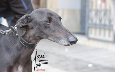 PRÉVIA SEMIFINALES FASES PREVIAS EN CYL DEL LXXXVII DE ESPAÑA DE GALGOS EN CAMPO